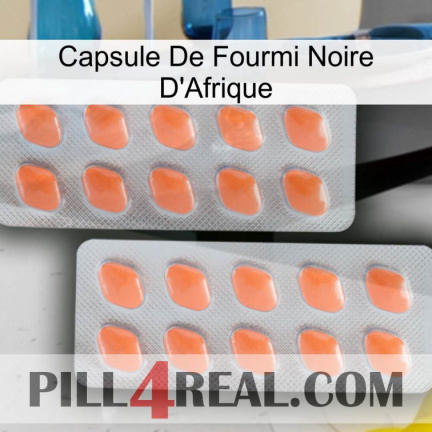 Africa Black Ant Capsule 27